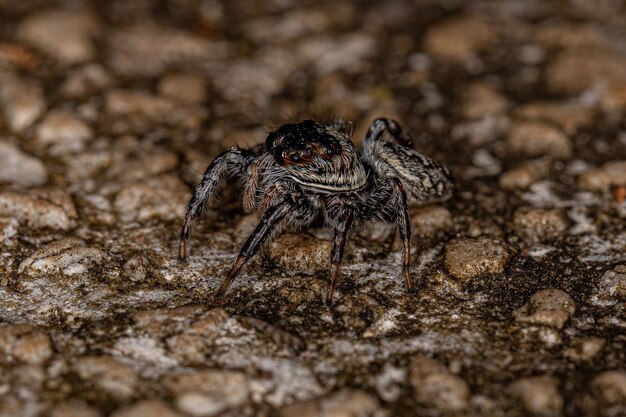 Small Jumping Spider