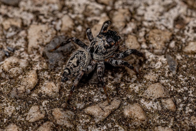 Small Jumping Spider