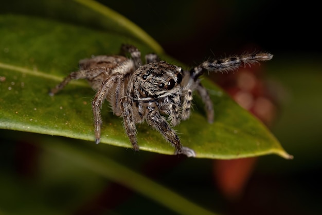 Small Jumping Spider