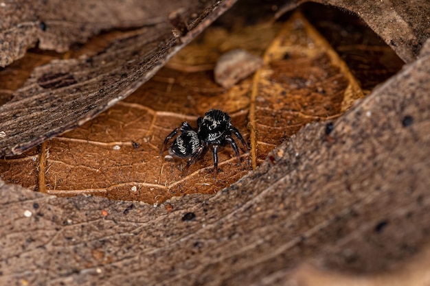 Small jumping spider