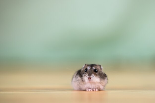 Photo small jungar hamster sitting on a floor.