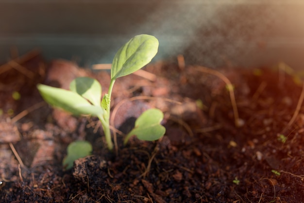 Small Kale growing out of black soil with sunlight in morning spring time