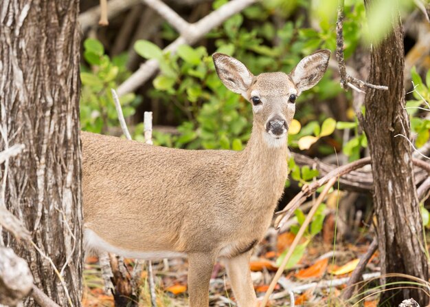 Small Key Deer in woods Florida Keys