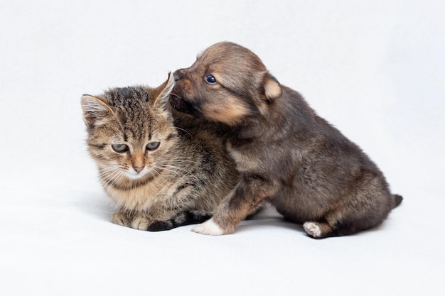 明るい背景に一緒に小さな子猫と子犬