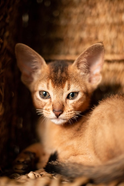 Small kitten cat of the abyssinian breed sitting in bites
wicker brown basket looks up funny fur