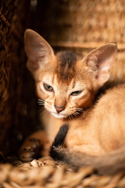 Small kitten cat of the abyssinian breed sitting in bites\
wicker brown basket looks up funny fur