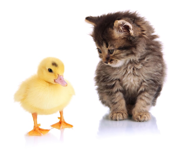 Small kitten and duckling isolated on white