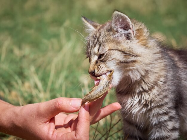 Маленький котенок ест рыбу.