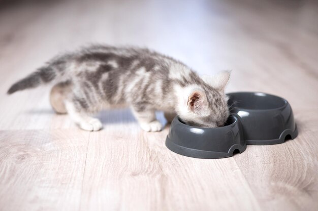 小さな子猫がボウルから食べて舌をなめるペットイギリスの猫ライフスタイルペットフード