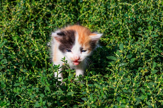 草原の緑の草の上で小さな子猫