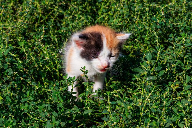 Маленький котенок на зеленой траве на лугу