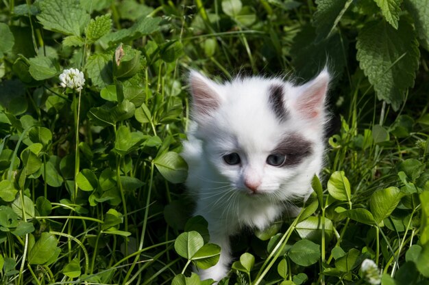 Small kitten in green grass