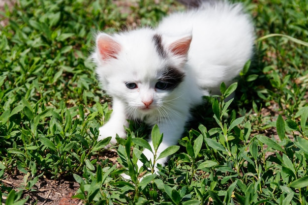 Piccolo gattino in erba verde