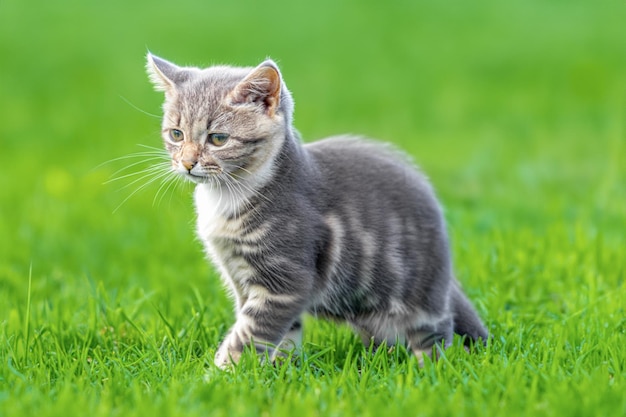 Маленький котенок на зеленой лужайке