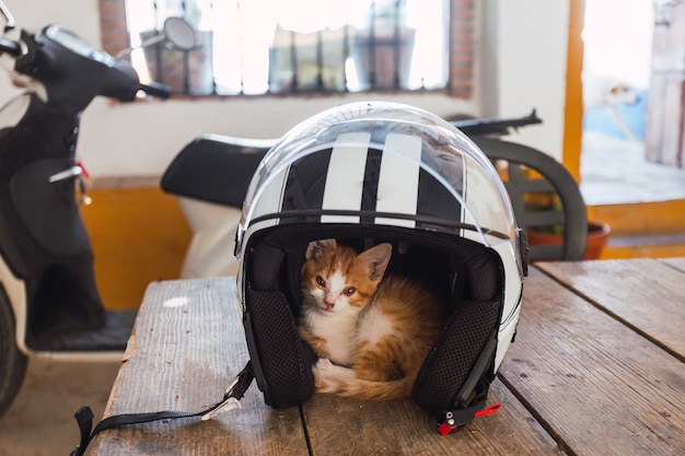 Маленький котенок прячется в велосипедном шлеме на столе