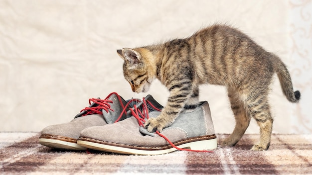 A small kitten is playing with men's shoes