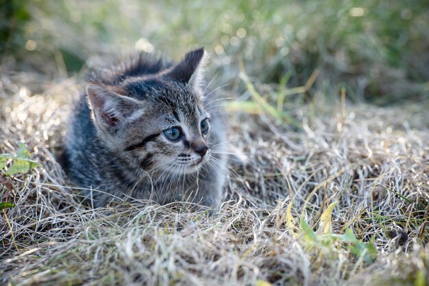 A small kitten is sitting on the lawn in the dry grass