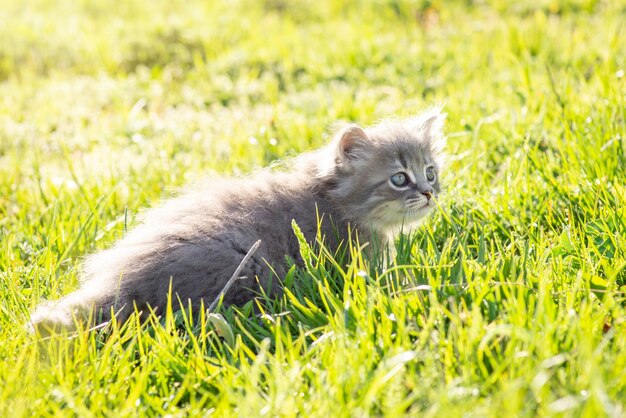 Piccolo gattino che guarda da qualche parte con interesse. piccolo gatto giocoso all'aperto