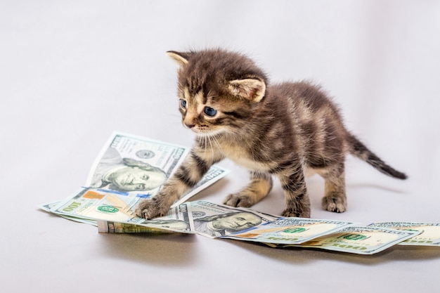 Small kitten near dollars. Counting earnings, profit from business