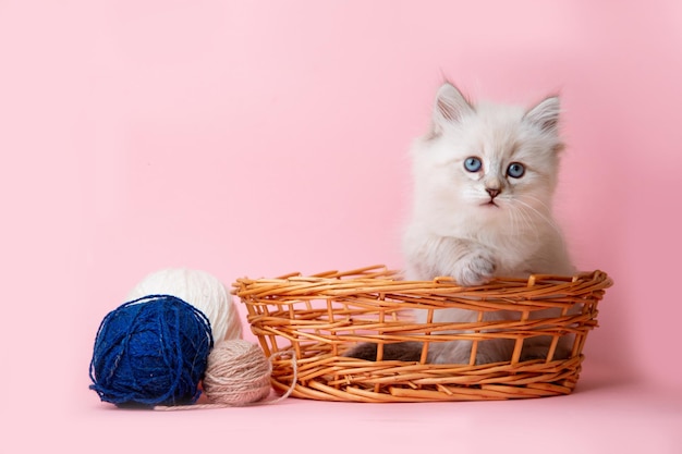 A small kitten of the Neva breed in a basket with balls of thread on a pink background