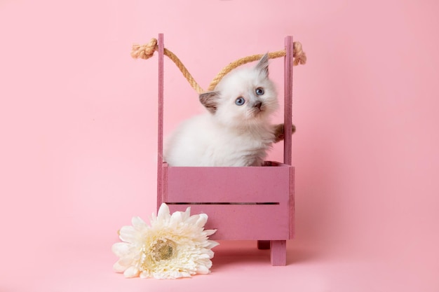 A small kitten of the Neva breed in a basket with a flower on a pink background