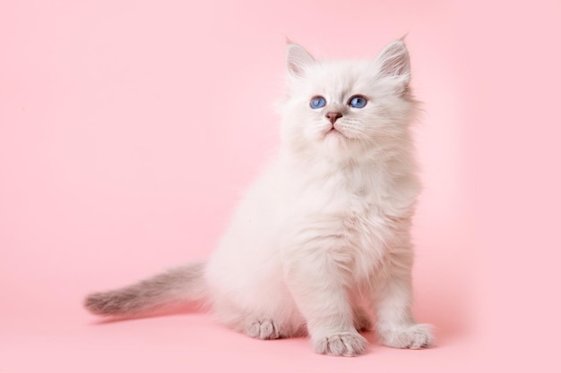 A small kitten of the Neva breed on a pink background