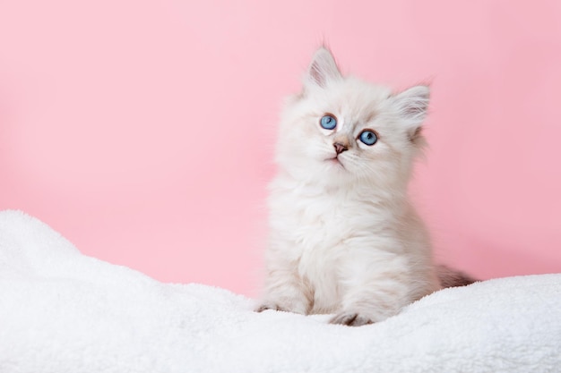 A small kitten of the Neva breed on a pink background