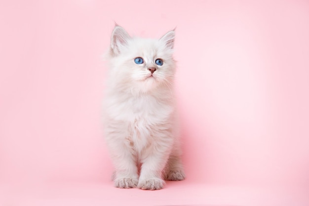 A small kitten of the Neva breed on a pink background