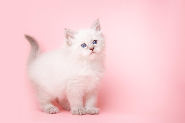 A small kitten of the Neva breed on a pink background