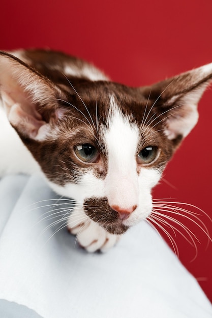 A small kitten of the Oriental cat breed