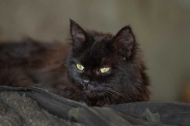 軍服から顔を覗かせる小さな子猫 軍事紛争中に捨てられた動物の世話をする