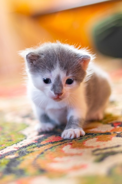 Small kitten in a room on the floor