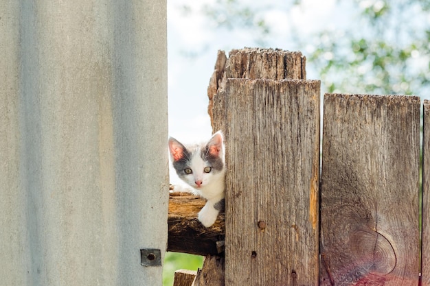 A small kitten sits on a fence in summer