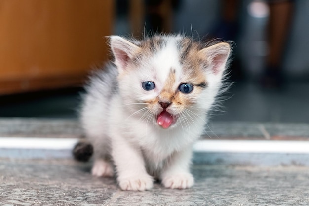 A small kitten sits on the floor in the room and meows