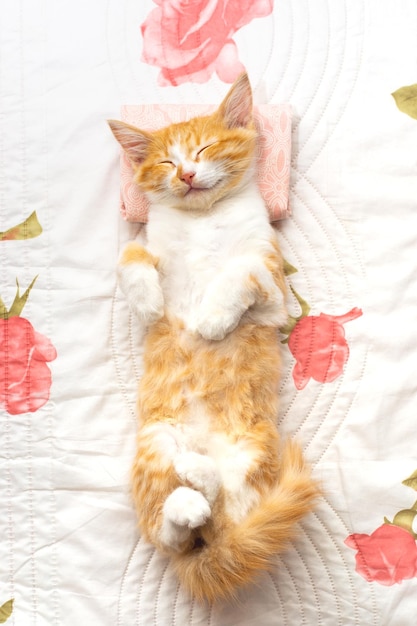 A small kitten sleeps on her back on a white blanket and pillow\
comfortable rest and sleep