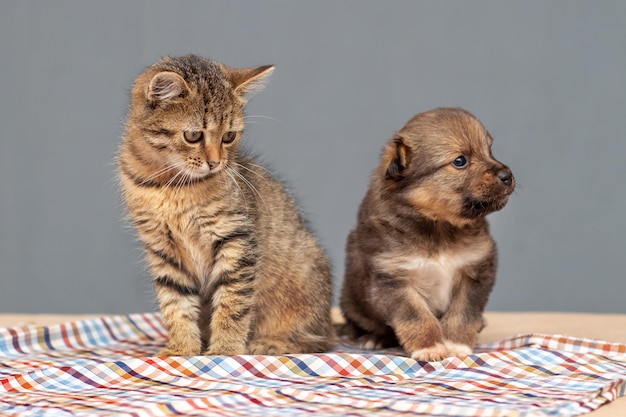 A small kitten and a small puppy are sitting next to each other in the room