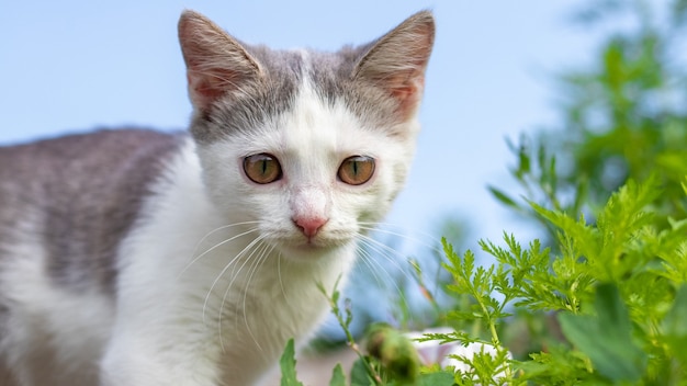 Small kitten with big eyes on a background of sky among the greenery