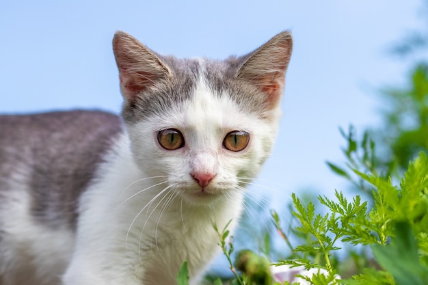 Маленький котенок с большими глазами на фоне неба среди зелени