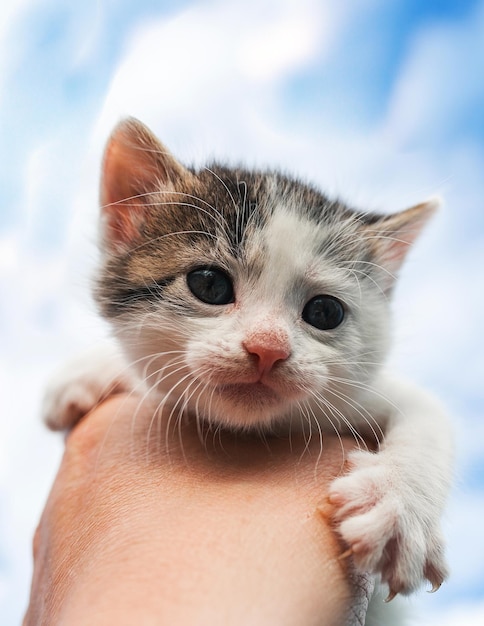 A small kitten with blue eyes in her hands against a blue sky with clouds