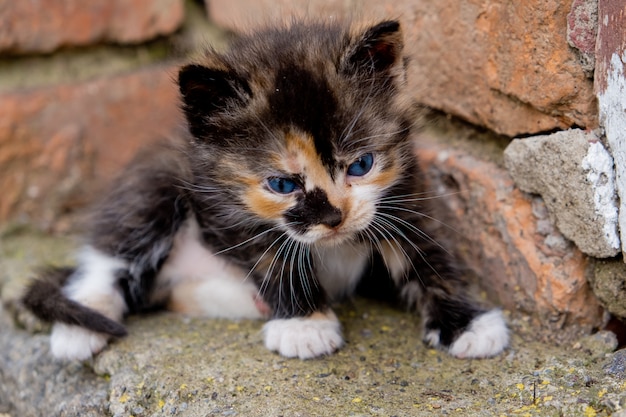 Small kitten with blue eyes.