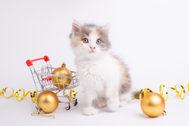 Small kitten with supermarket basket on white background christmas background