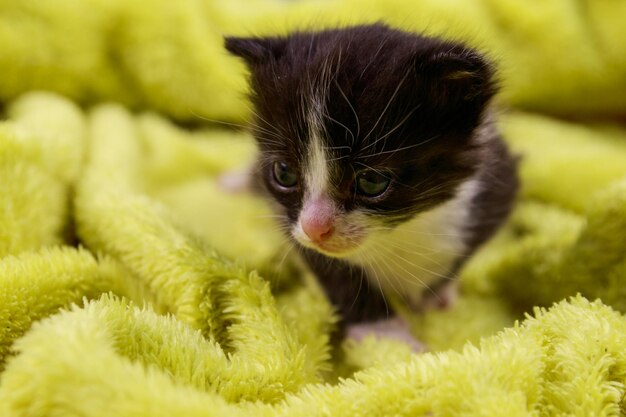 Small kitten in a yellow terry blanket