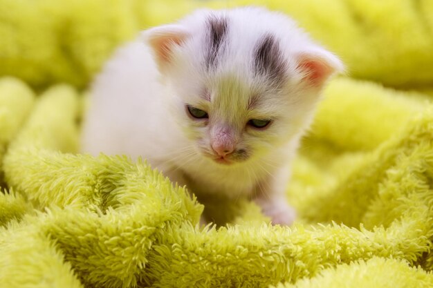 Small kitten in a yellow terry blanket
