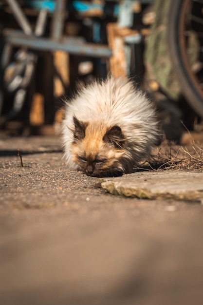 작은 새끼 고양이가 음식을 찾는 노숙자 버려진 동물 거리 개념 배경 사진