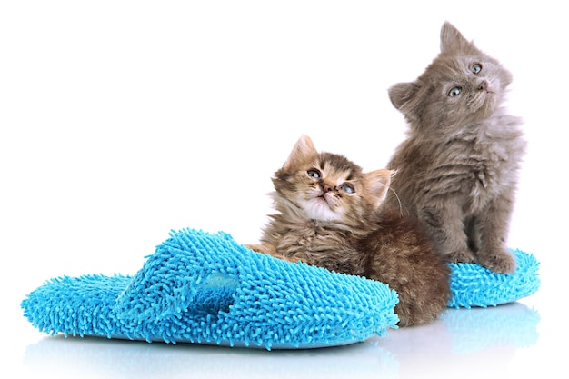 Small kittens sits on house slippers isolated on white