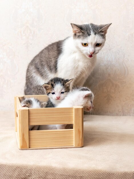 Small kittens in a wooden box near their mother cat