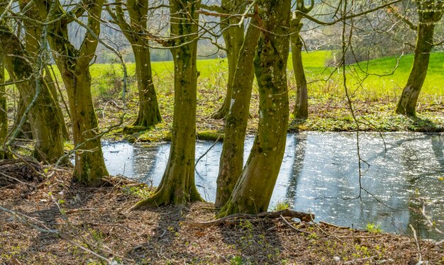 写真 春の初めの小さな湖の詳細