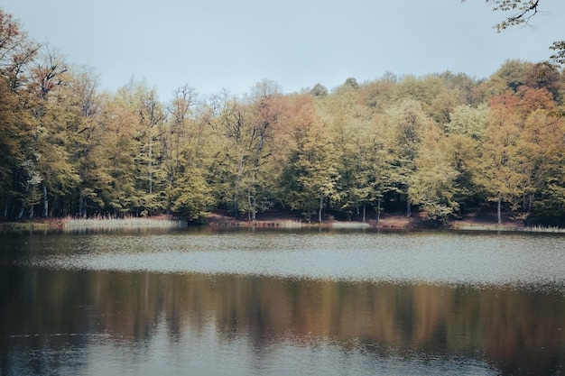 Small lake in the forest