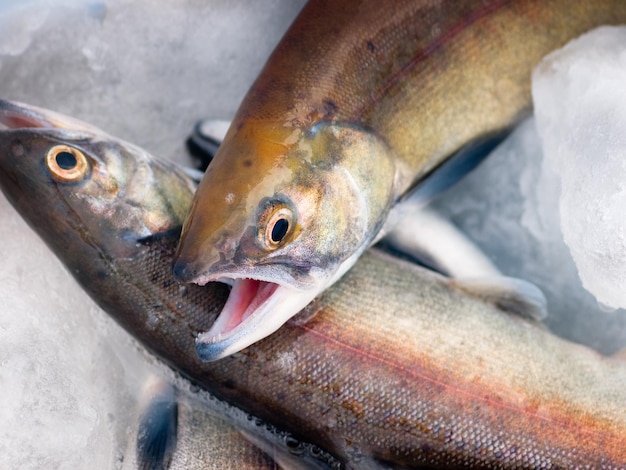 Small lake salmon.