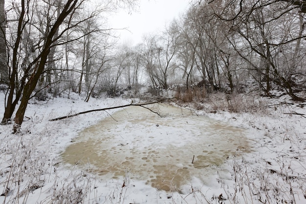 Foto un piccolo lago o palude nella foresta in inverno, il lago è coperto da uno spesso strato di ghiaccio giallo dall'acqua ghiacciata, dalla natura invernale e dal gelo